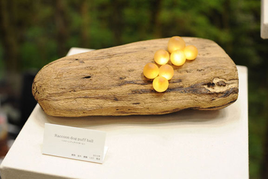 Ұ��Ģ�����c���������