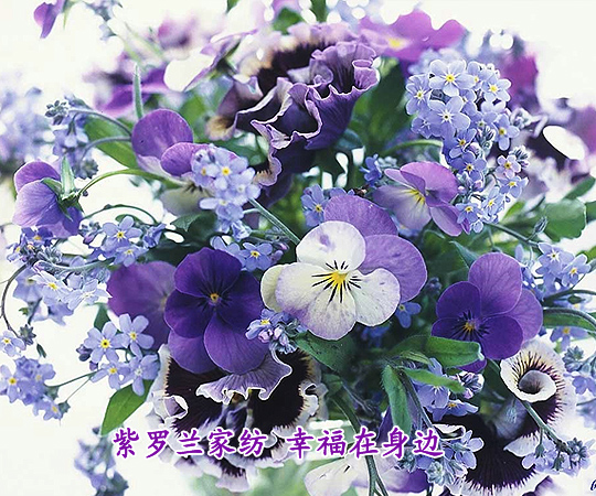 紫羅蘭家紡幸福在身邊