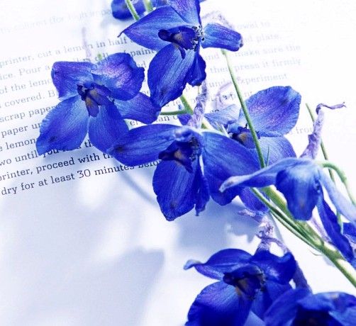 紫羅蘭家紡感恩季 最真的依靠