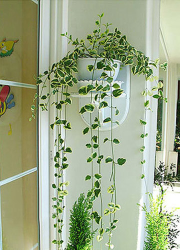 5����g��ľGֲ���䷨