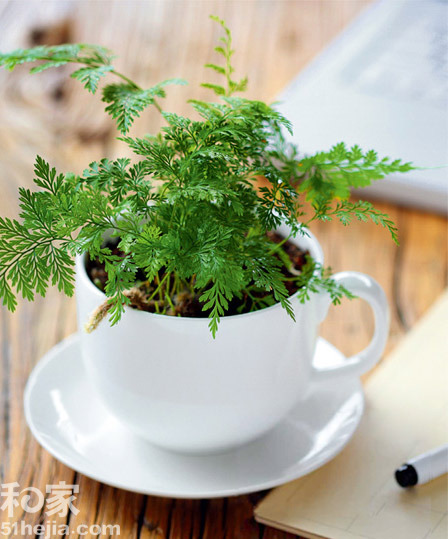 濃縮自然于方寸DIY迷你小盆栽