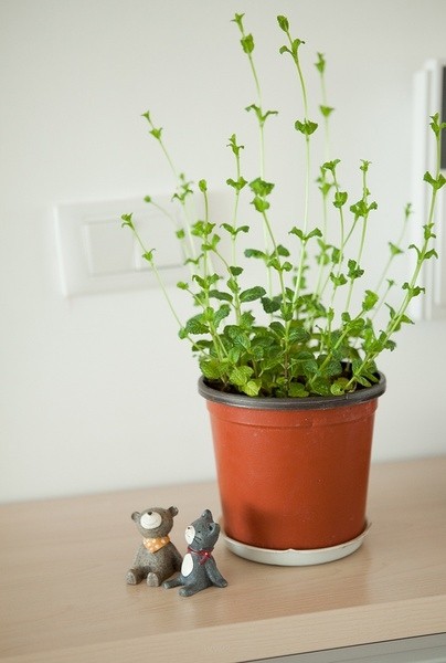 ��ˬ��������ʽԭľ�����p