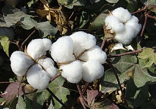 ���w������ҕ�Ǆe���b��Ч���D