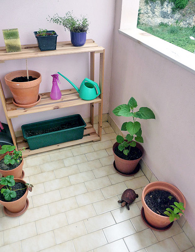 ��Gֲ����Ȼ����С����(3)