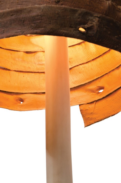 ��Ƥ����