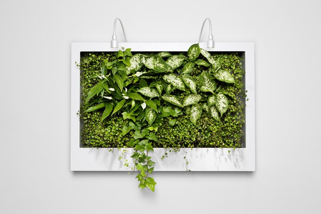 讓春色滿屋的辦公區室內綠植