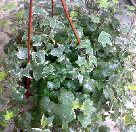 �����՚���҃�(n��i)ֲ���b����ס��Ҫ���m����