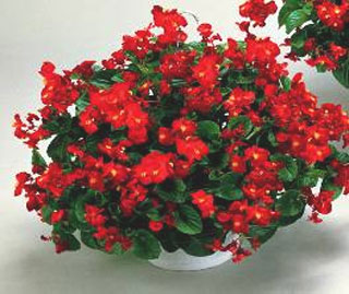 �����՚���҃�(n��i)ֲ���b����ס��Ҫ���m����