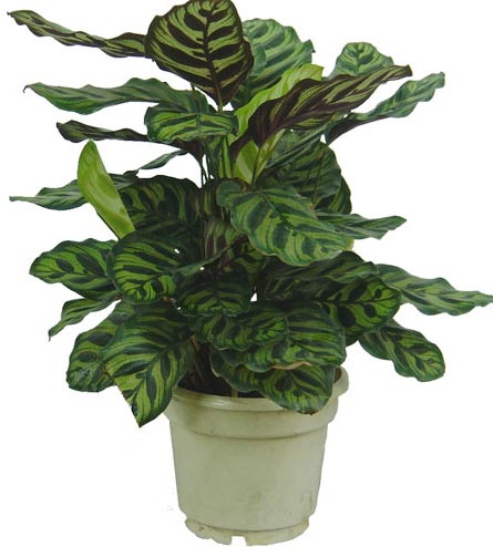 �����՚���҃�(n��i)ֲ���b����ס��Ҫ���m����