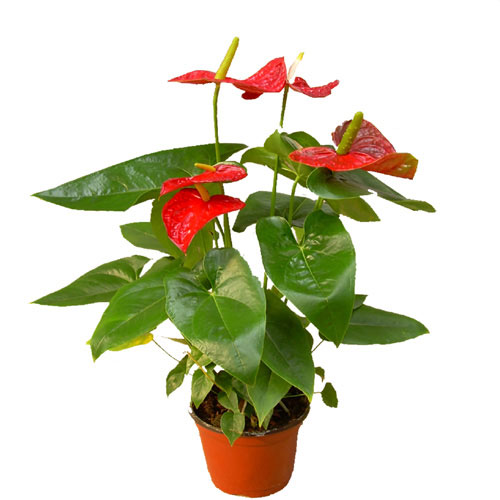 �����՚���҃�(n��i)ֲ���b����ס��Ҫ���m����