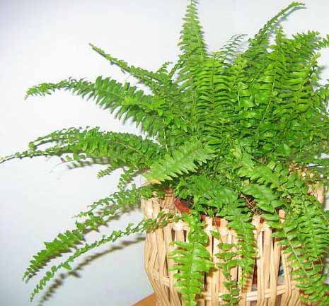 �����՚���҃�(n��i)ֲ���b����ס��Ҫ���m����