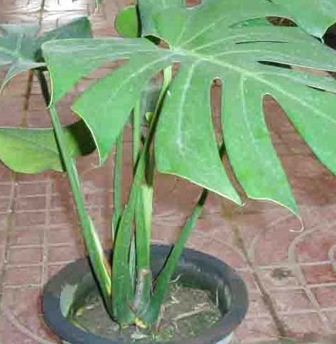 �����՚���҃�(n��i)ֲ���b����ס��Ҫ���m����