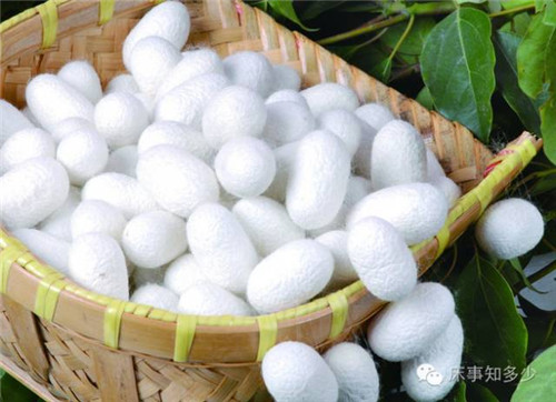 ����Ҽ���ʲô���p�m�O��